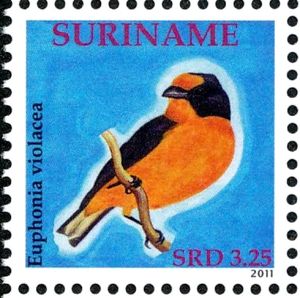 Violaceous Euphonia (Euphonia violacea)